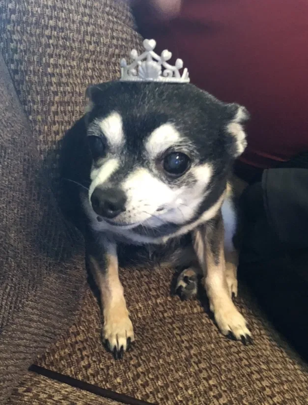 Lost dog in Edmond, OK, 73034