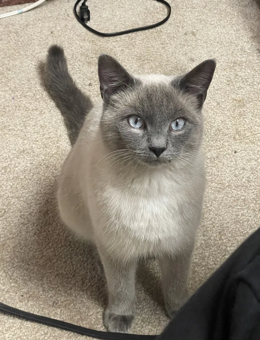 Lost cat in Spokane, WA, 99216
