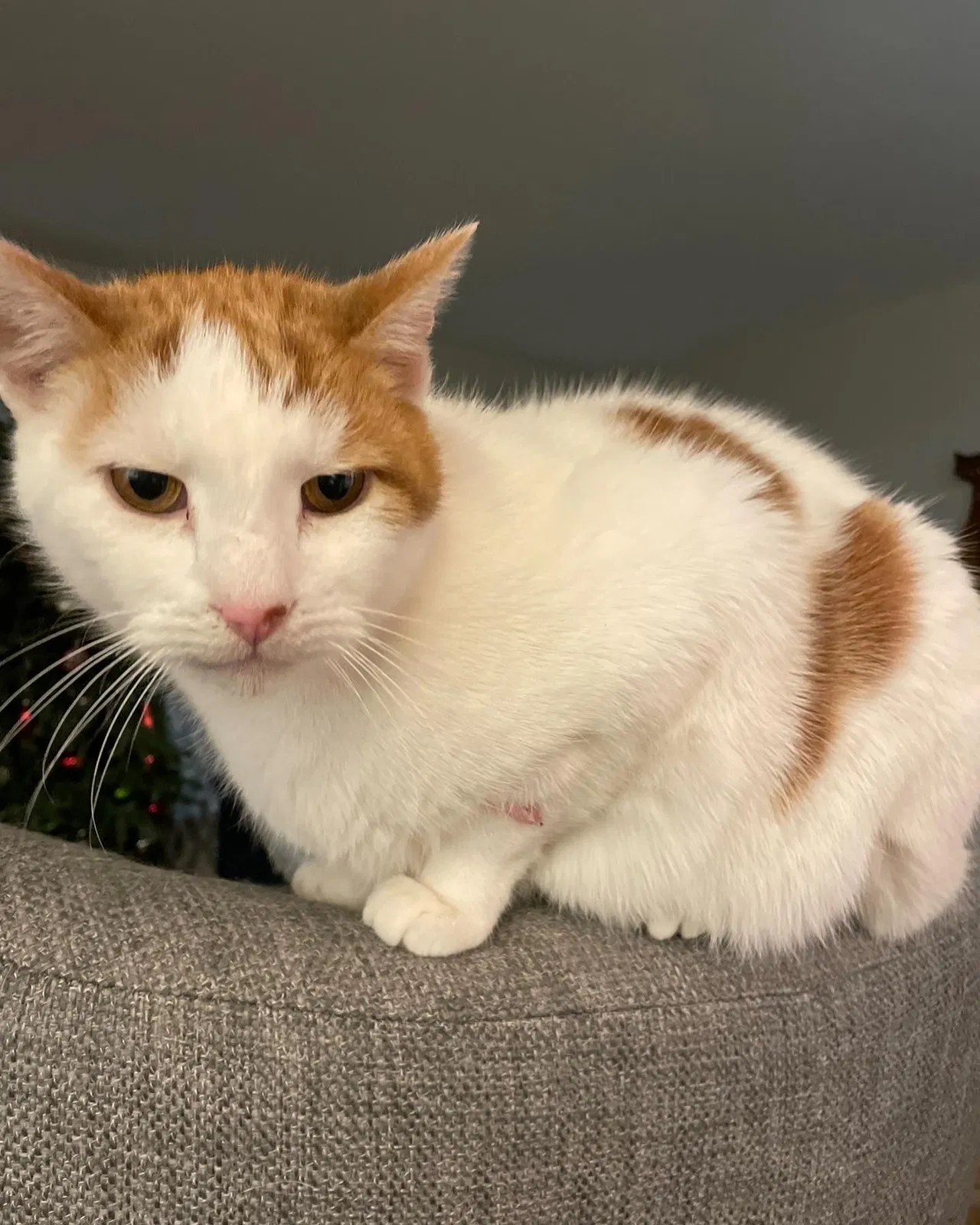Lost cat in Dorchester, MA, 2122
