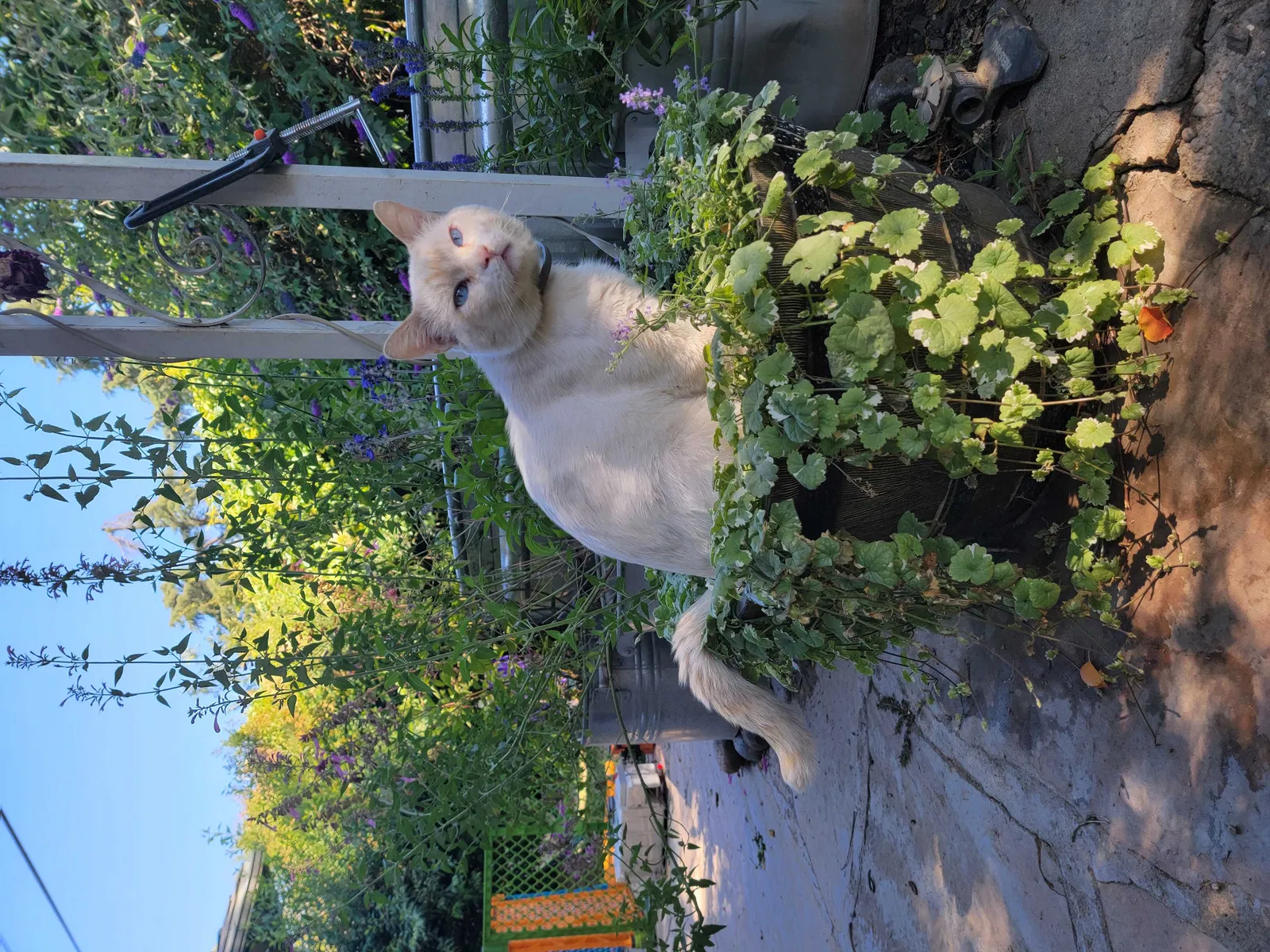 Lost cat in Fresno, CA, 93704