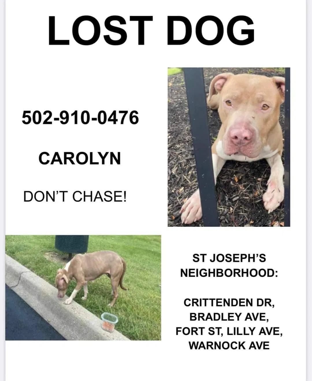 Lost dog in Louisville, KY, 40215