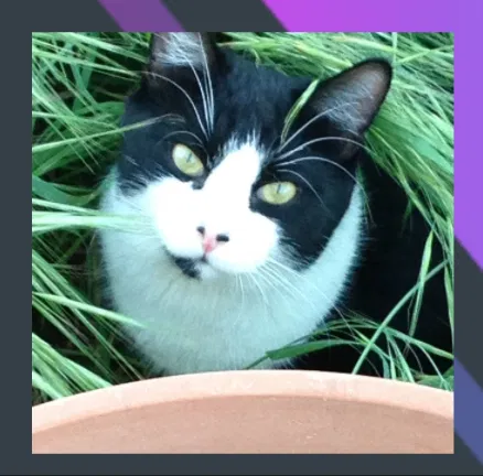 Lost cat in Citrus Heights, CA, 95621