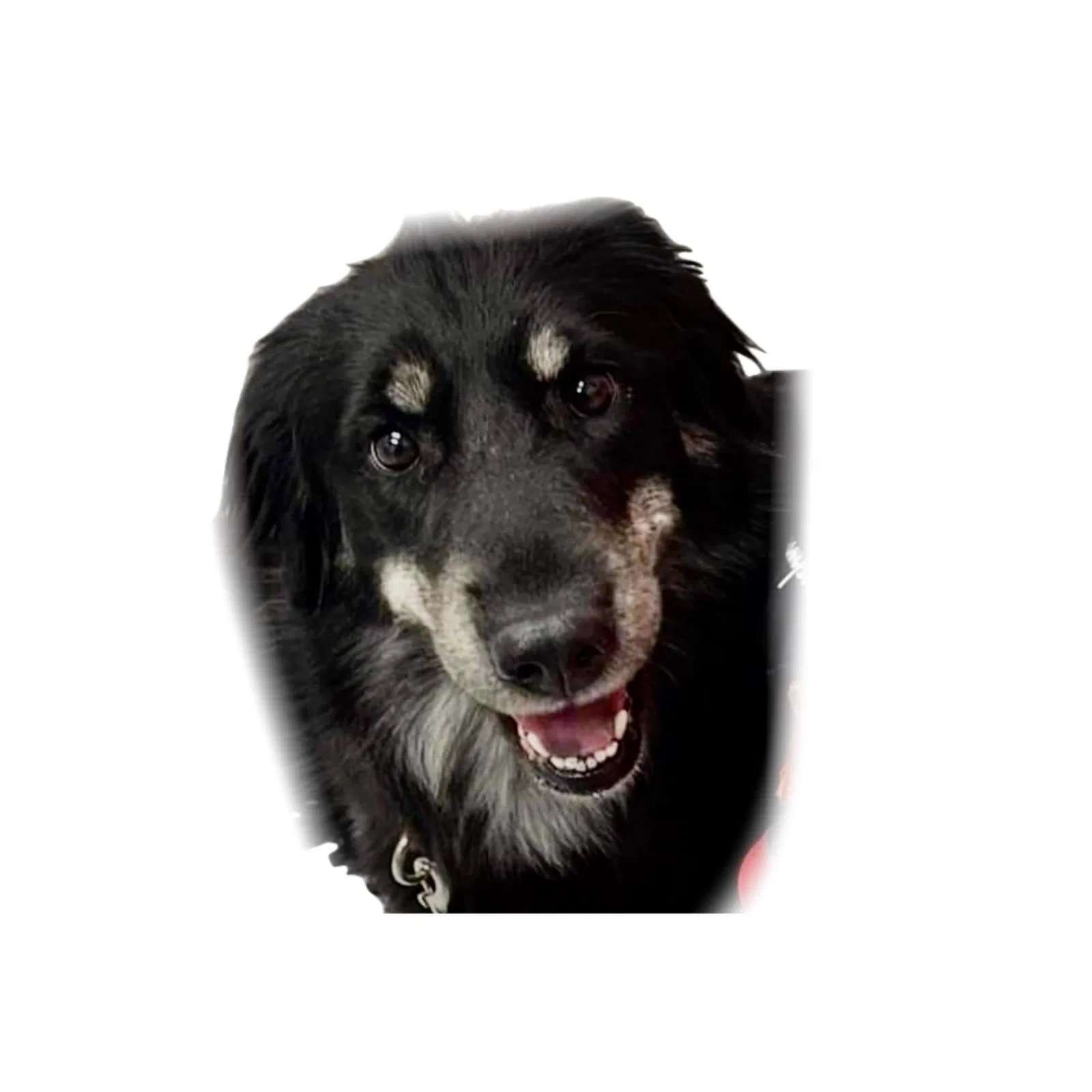 Lost dog in Houston, TX, 77014