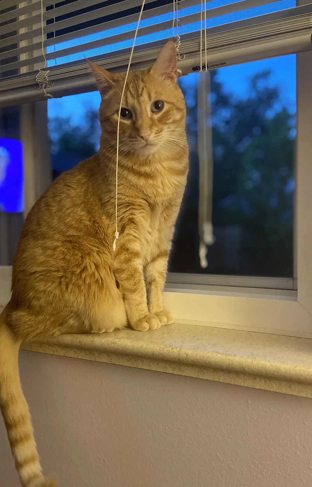 Lost cat in Aurora, CO, 80010