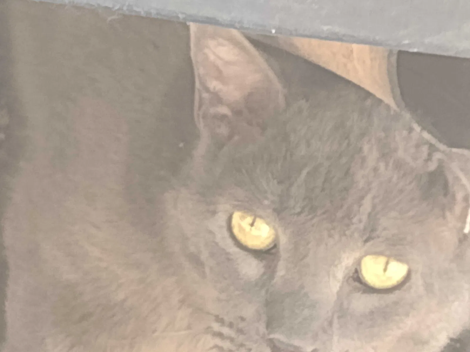 Found cat in Albuquerque, NM, 87105