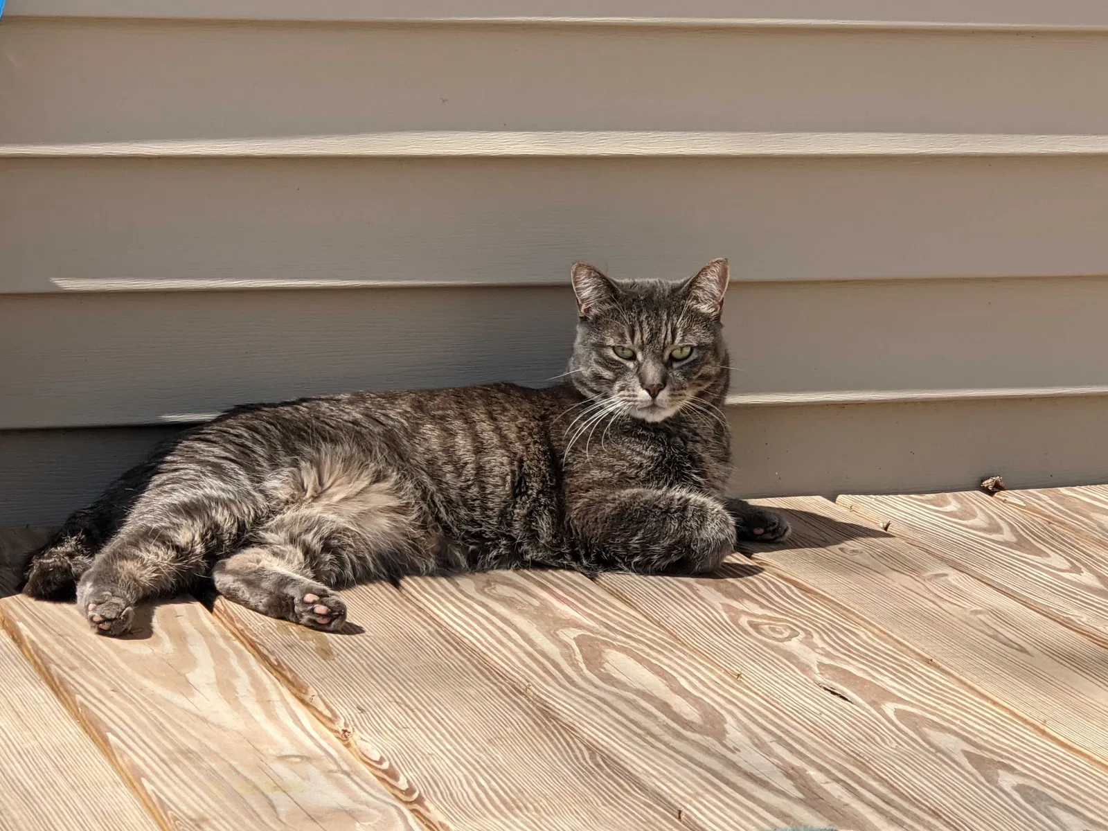 Lost cat in West Hartford, CT, 6110