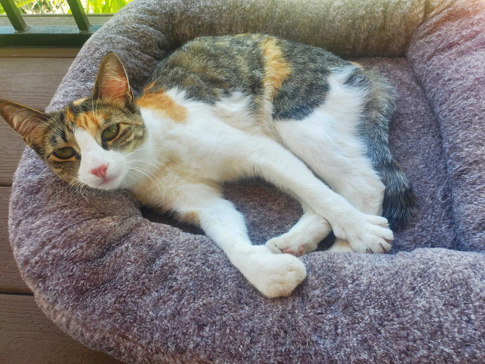 Lost cat in Lake Elsinore, CA, 92532