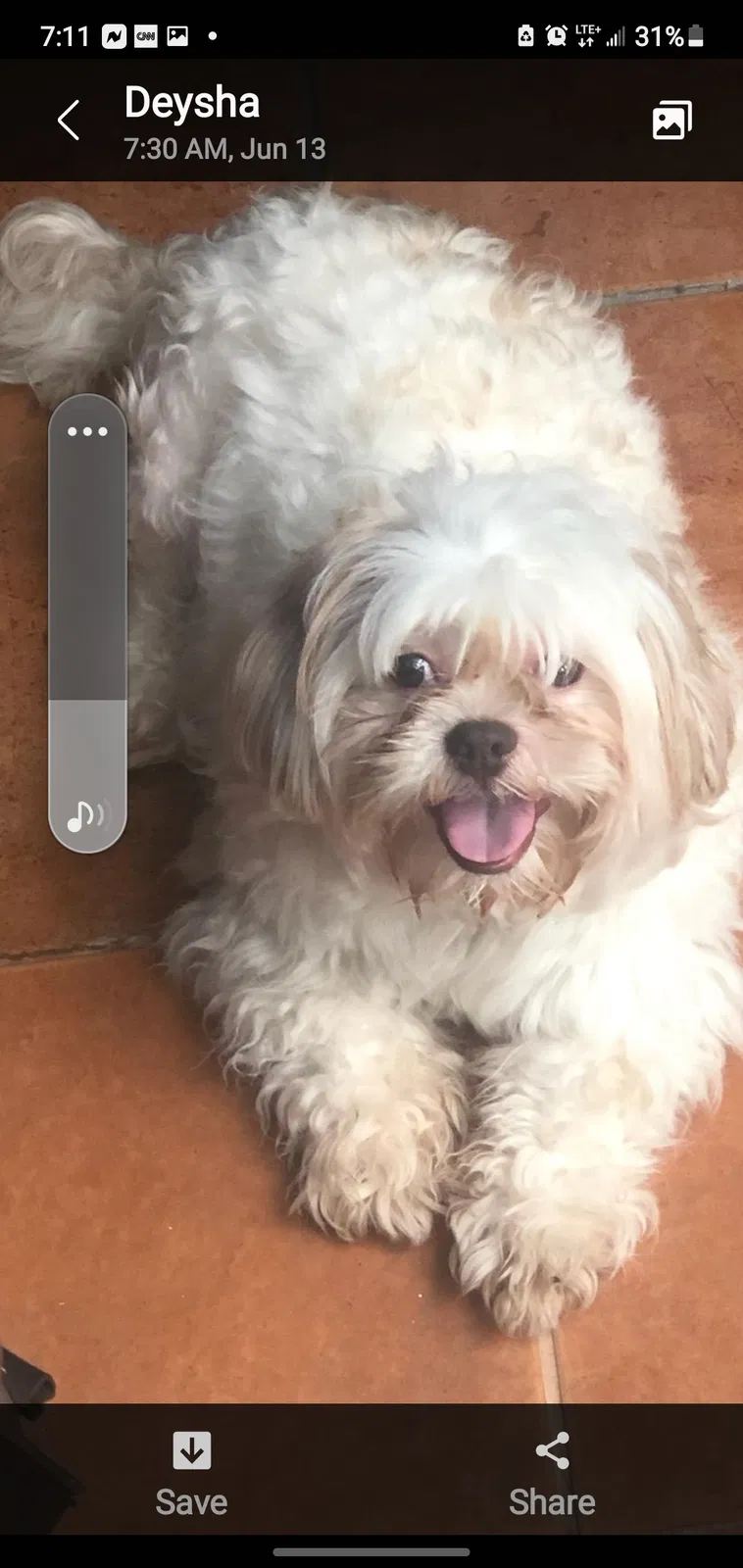 Lost dog in Springfield Gardens, NY, 11413