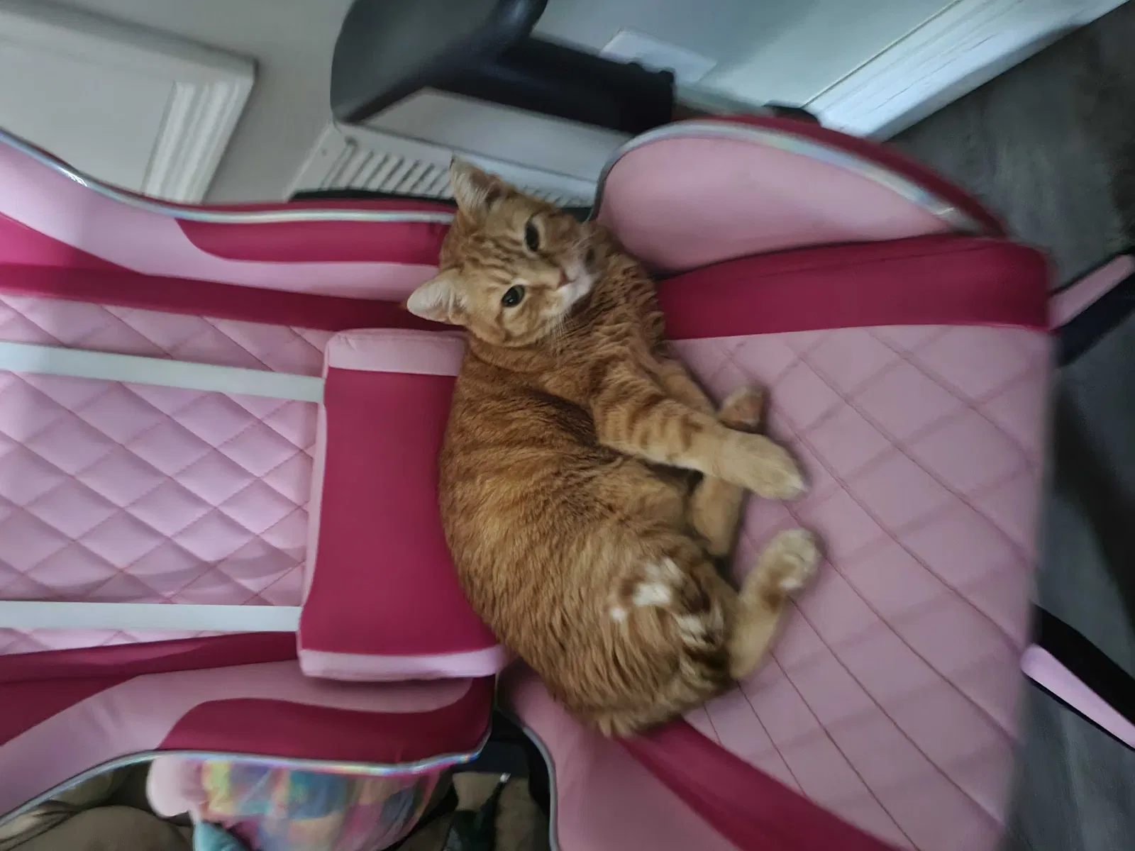Lost cat in Melbourne, FL, 32935