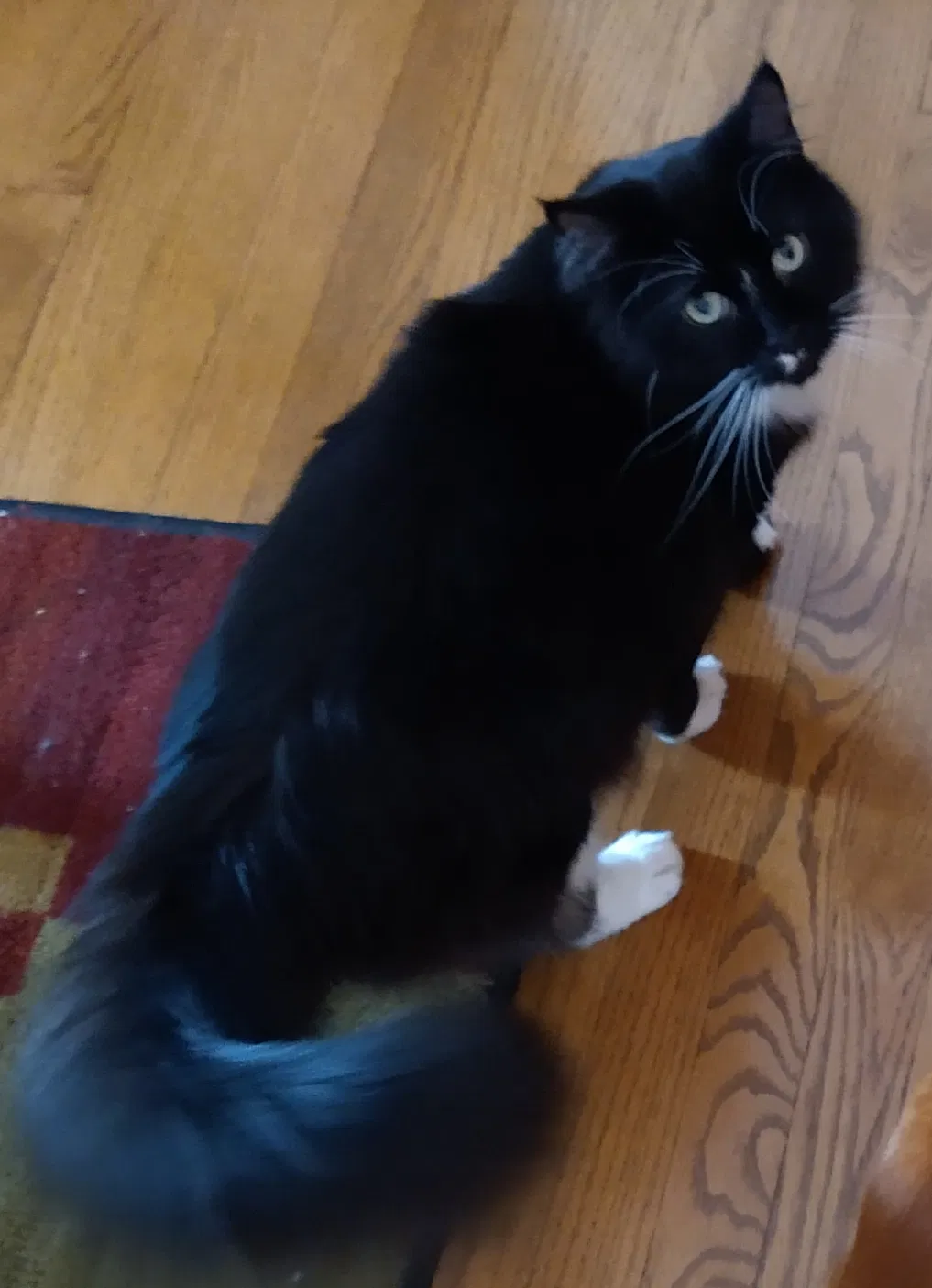 Lost cat in New Lenox, IL, 60451