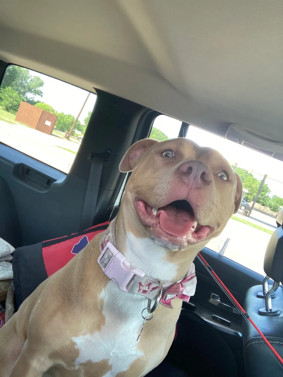 Lost dog in Dallas, TX, 75223