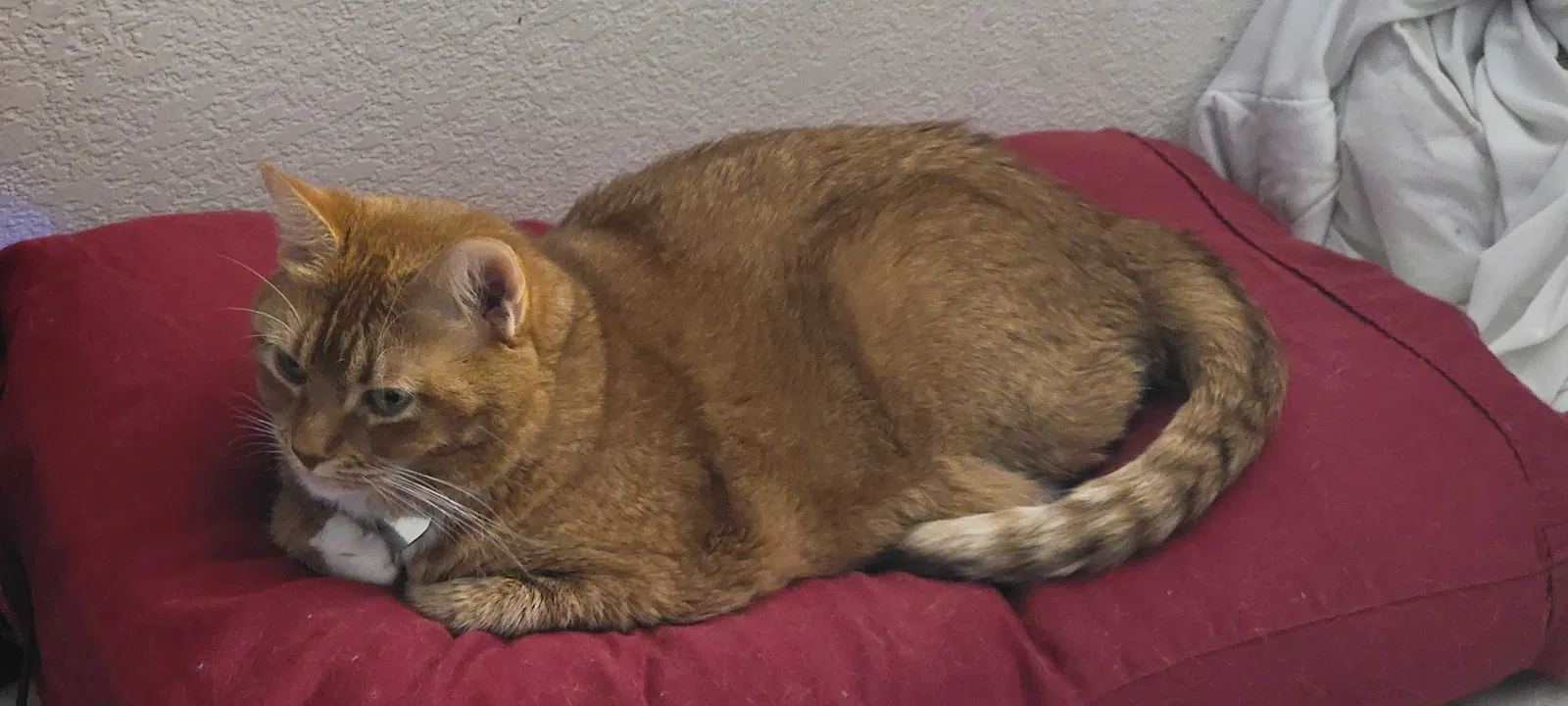 Lost cat in Colorado Springs, CO, 80920