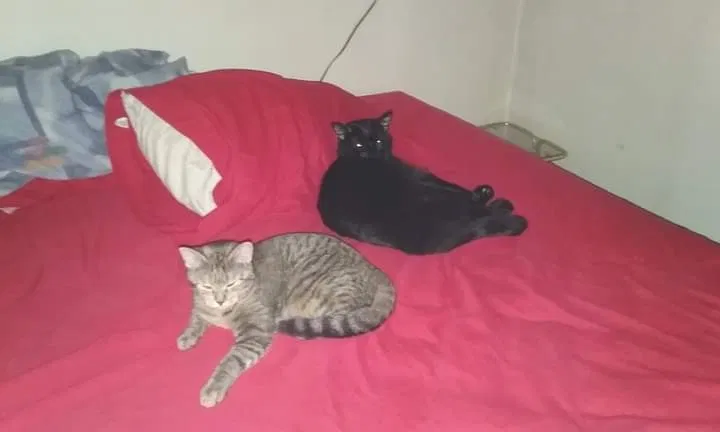Lost cat in Mitchell, SD, 57301