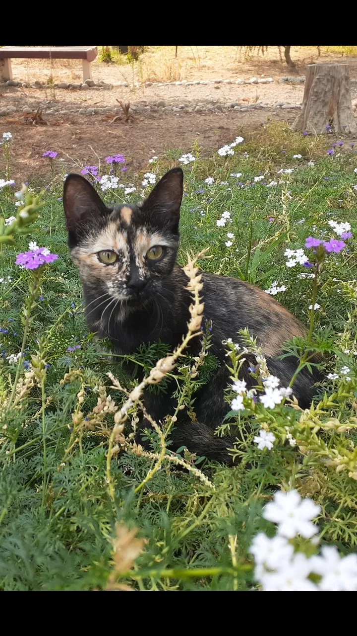 Lost cat in Selma, CA, 93662