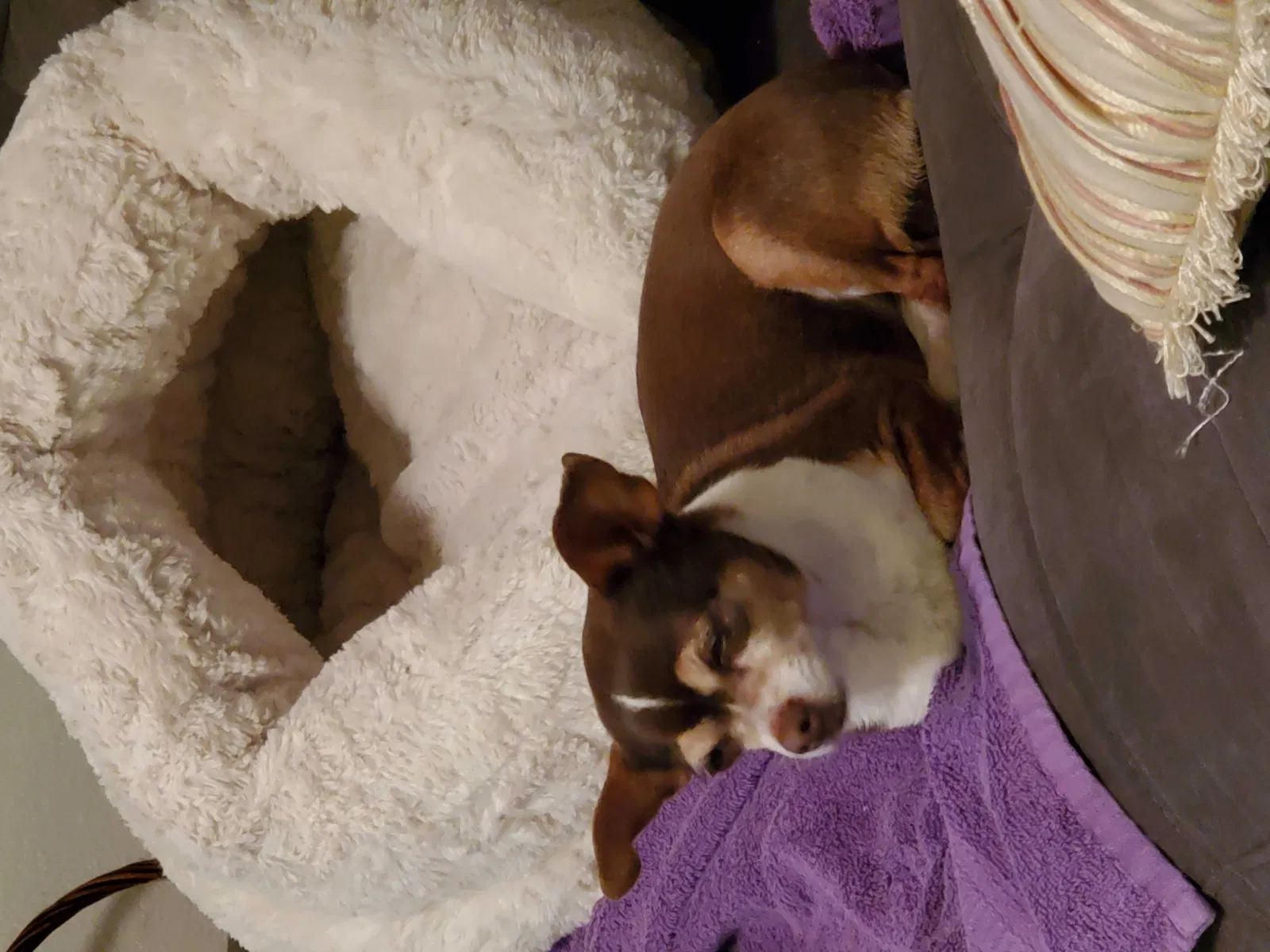 Lost dog in El Paso, TX, 79936