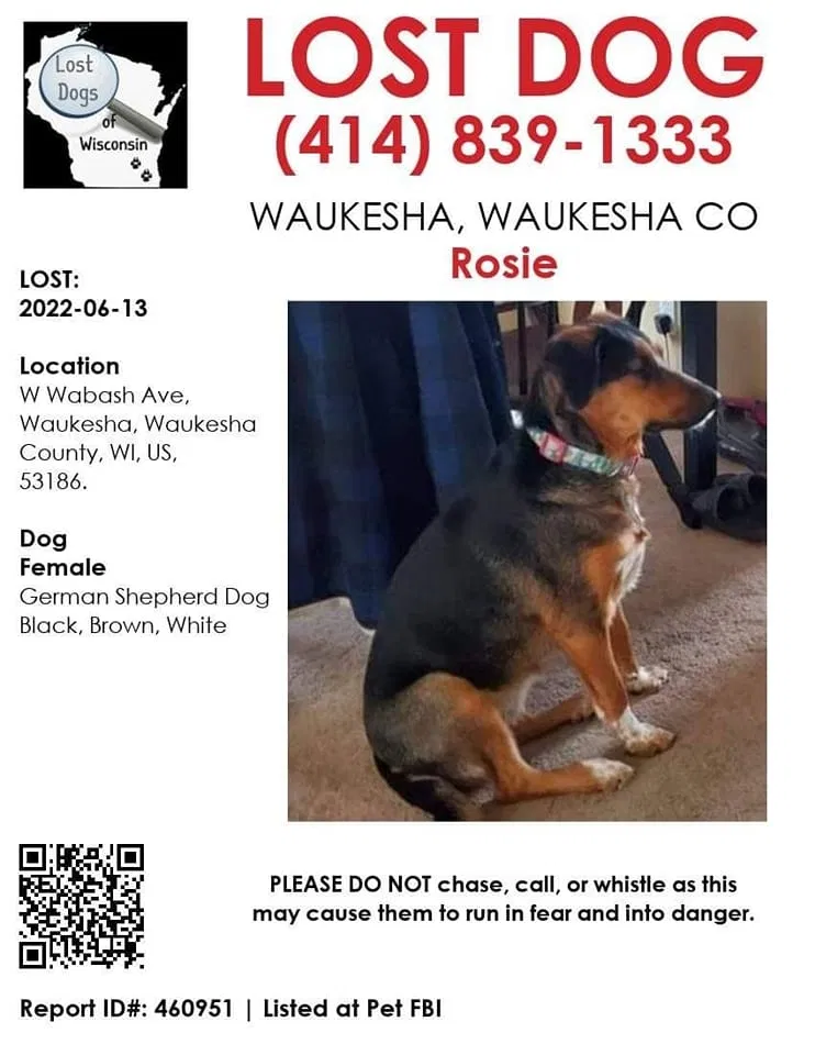 Lost dog in Waukesha, WI, 53186