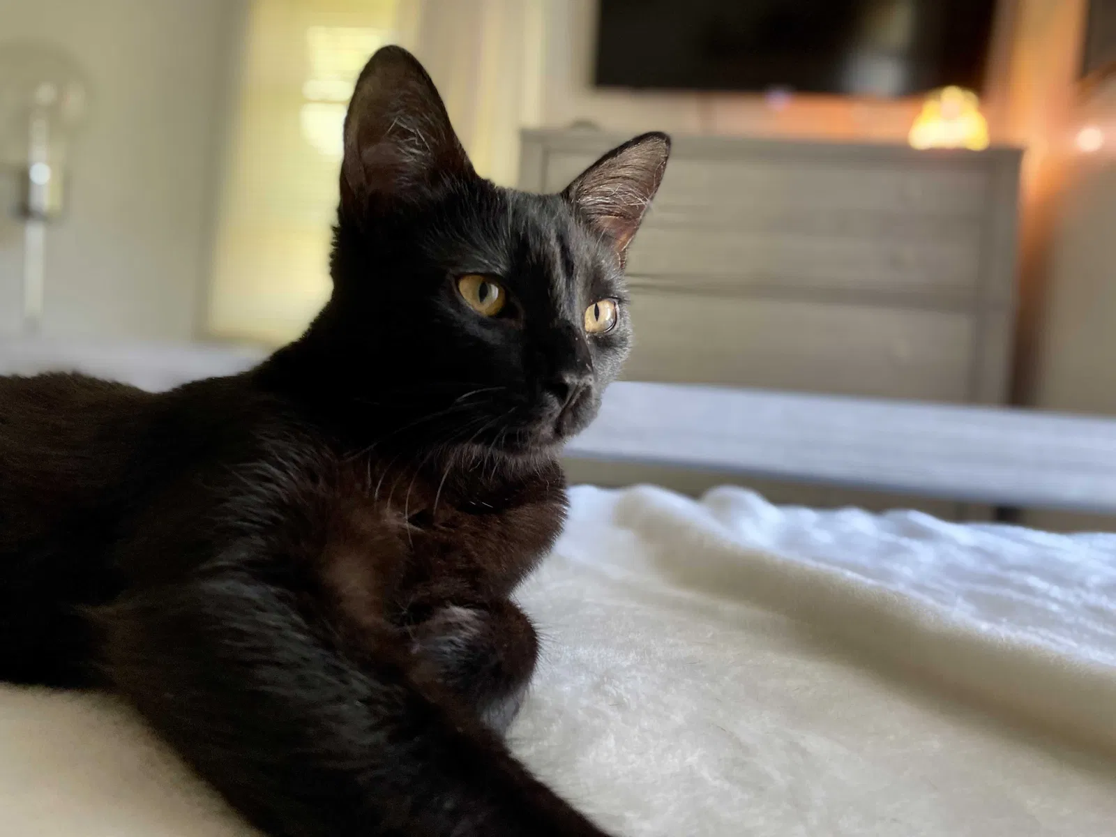 Lost cat in Canfield, OH, 44406