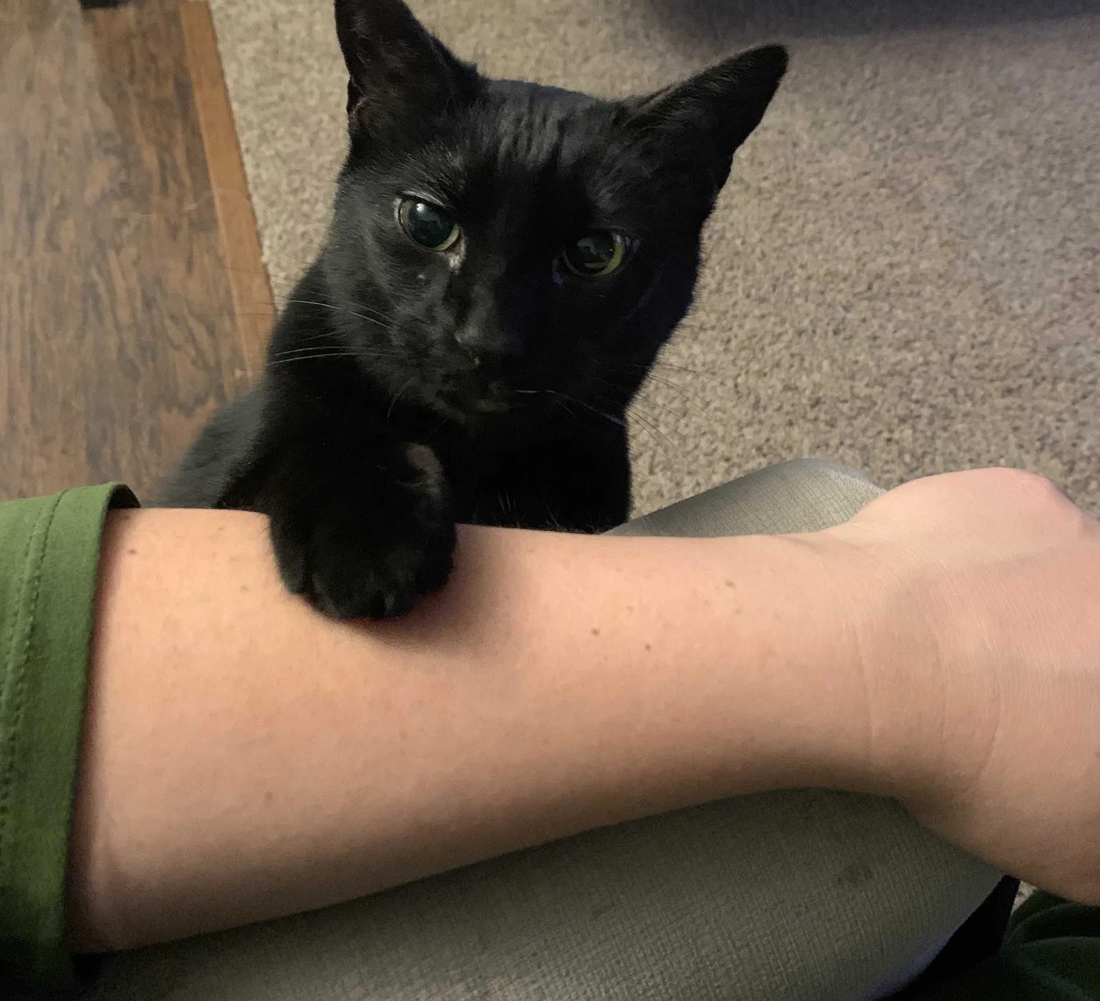 Lost cat in Hampton, VA, 23669