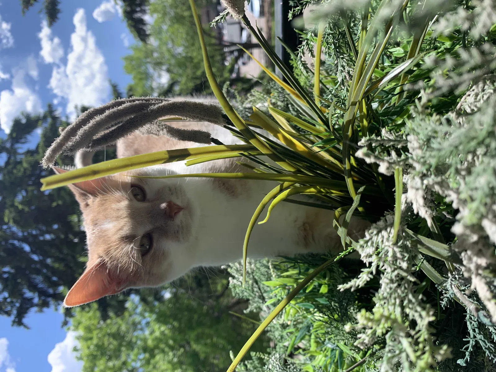 Lost cat in Minneapolis, MN, 55435
