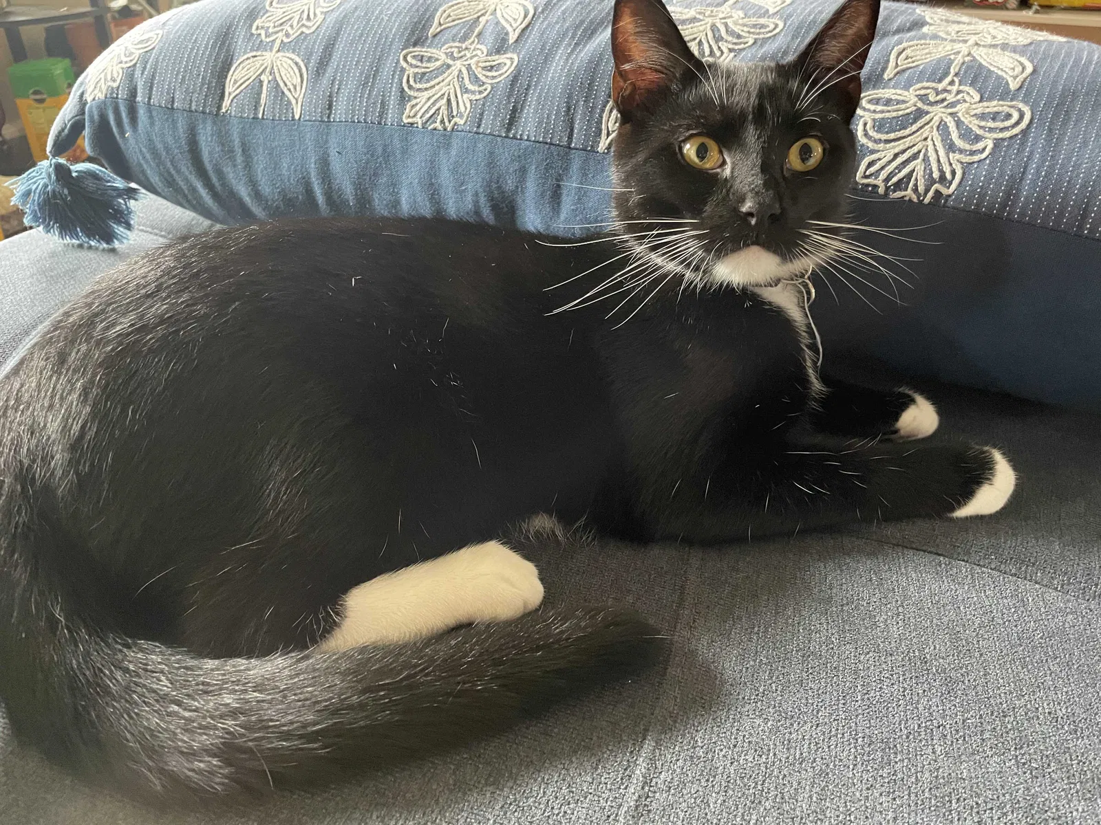 Lost cat in Norfolk, VA, 23513