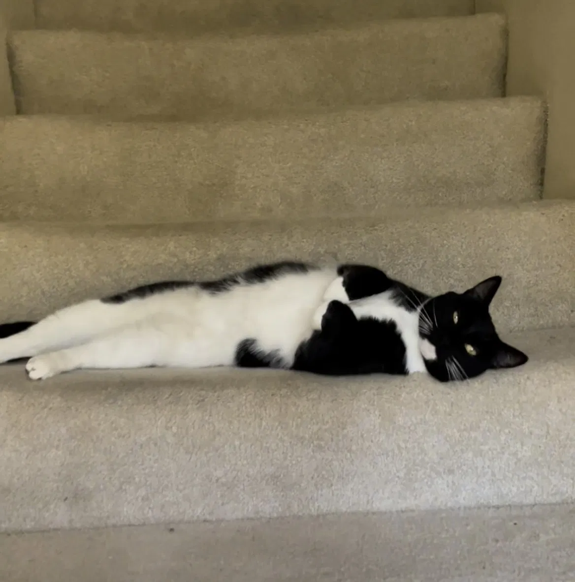 Lost cat in Lake Oswego, OR, 97035