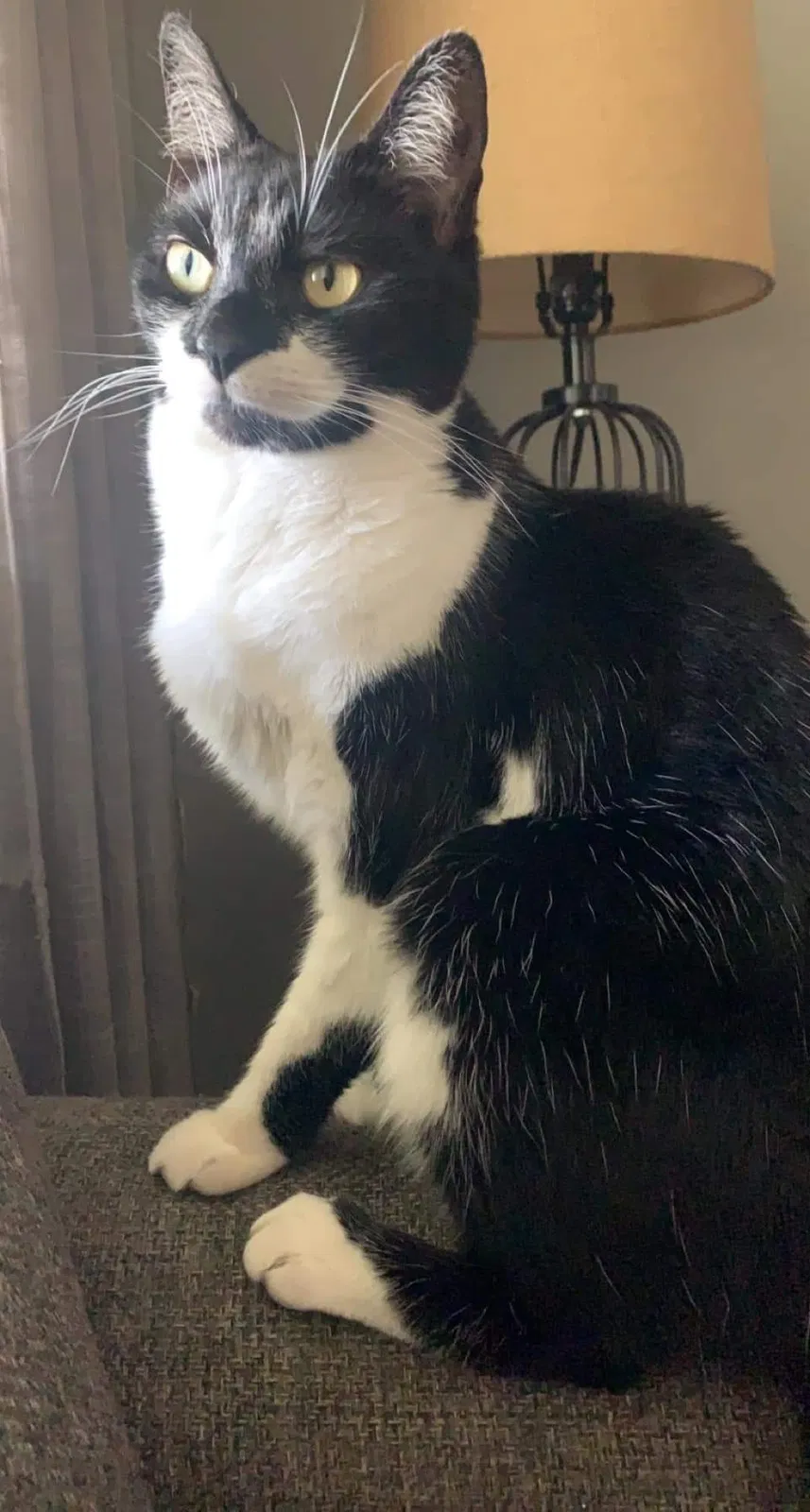 Lost cat in Yukon, OK, 73099