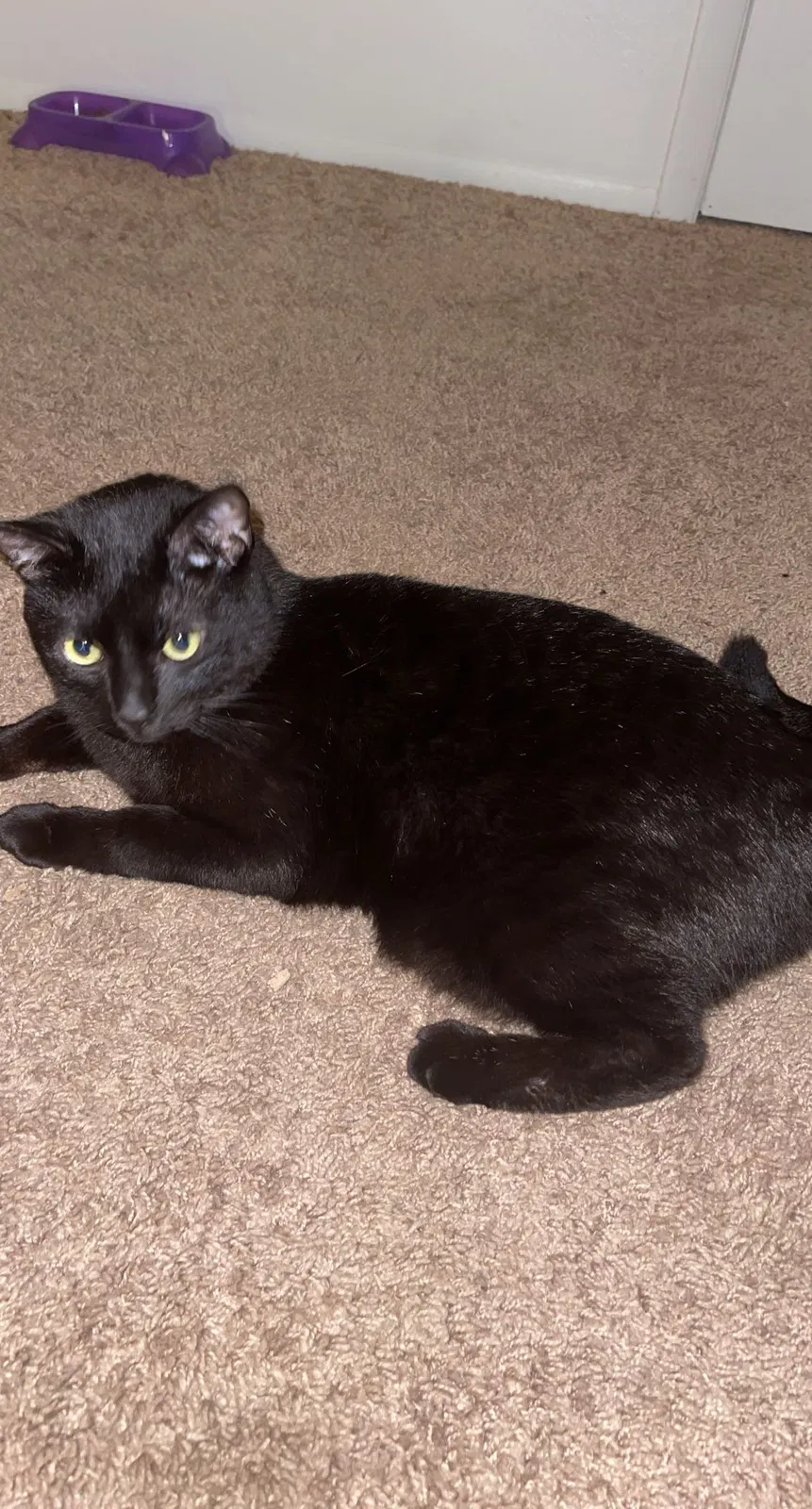 Lost cat in Hinesville, GA, 31313