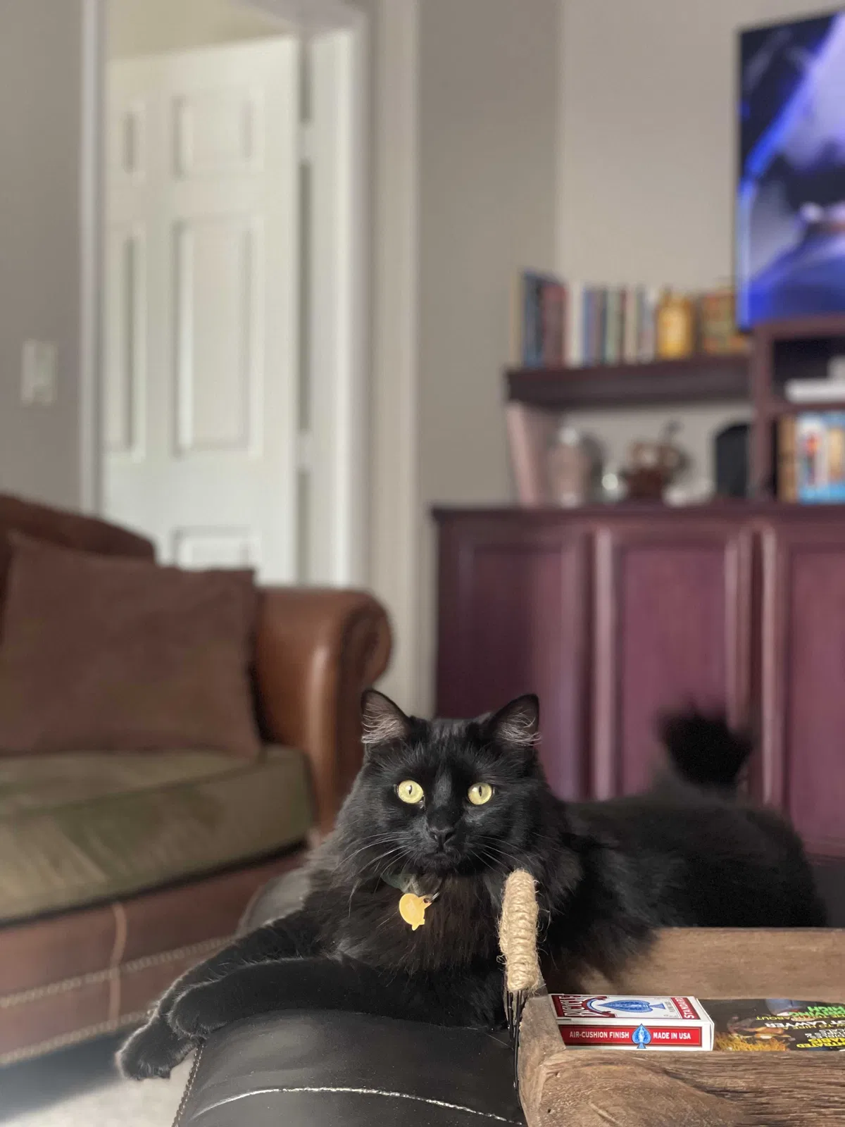 Lost cat in Las Vegas, NV, 89129