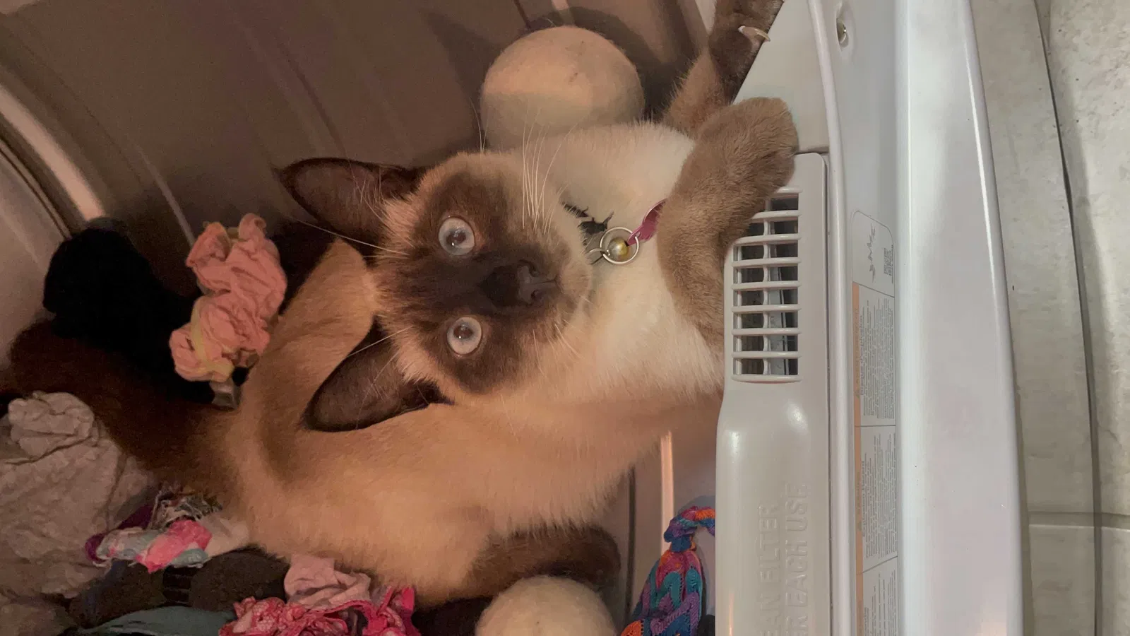 Lost cat in Naples, FL, 34113