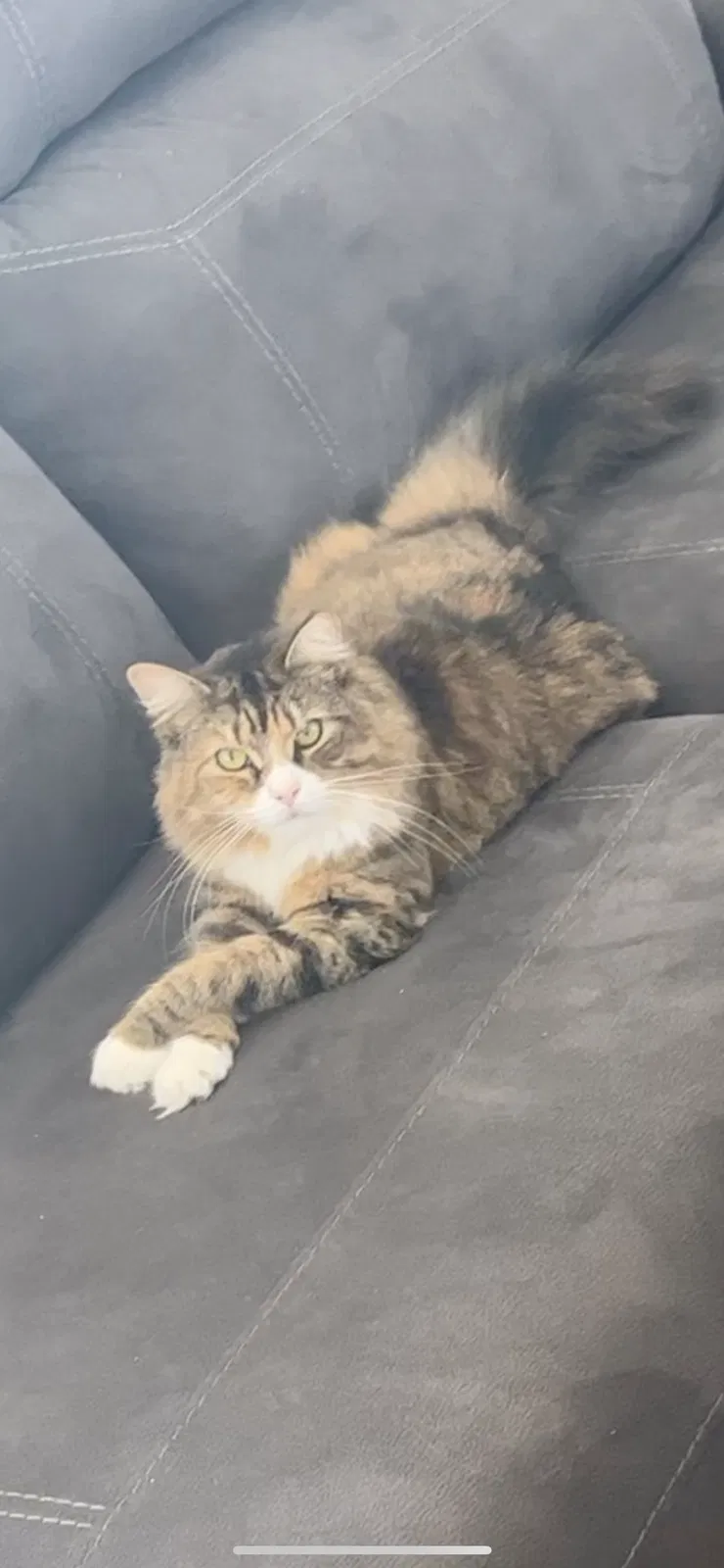 Lost cat in Levittown, PA, 19056