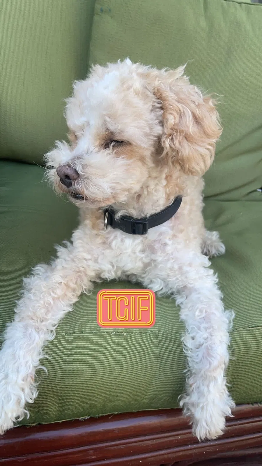 Lost dog in Bellflower, CA, 90706