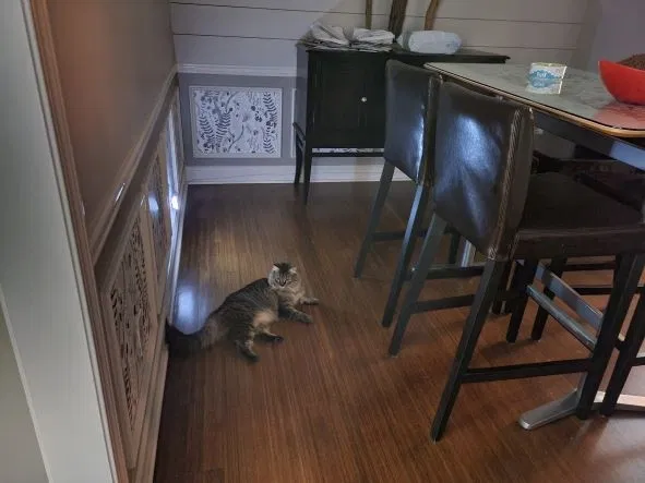 Lost cat in Decatur, GA, 30030