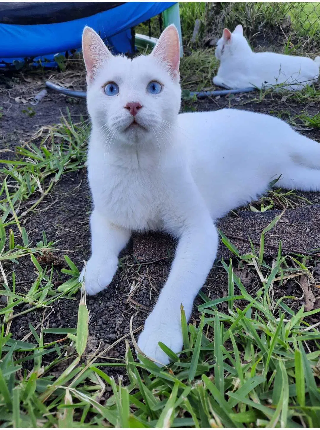 Lost cat in Gretna, LA, 70056