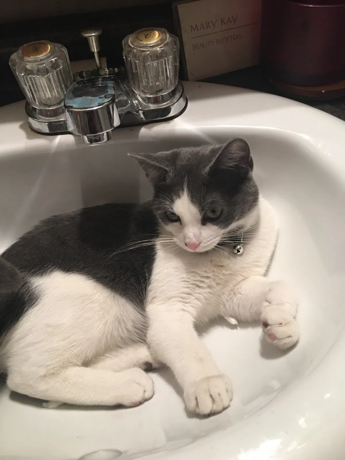 Lost cat in Stillwater, OK, 74074