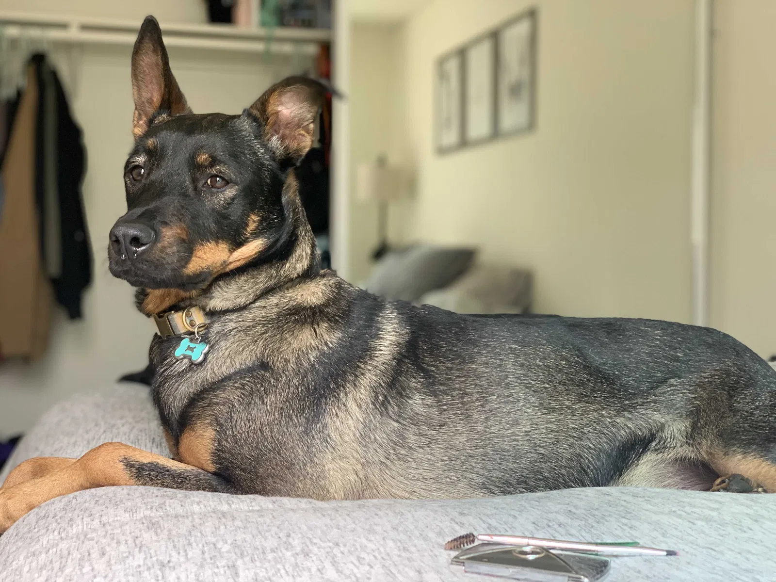 Lost dog in Hayward, CA, 94545