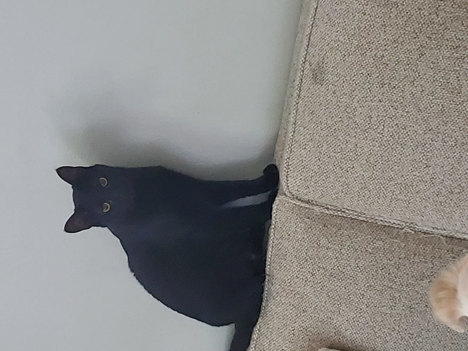 Lost cat in Lexington, KY, 40509