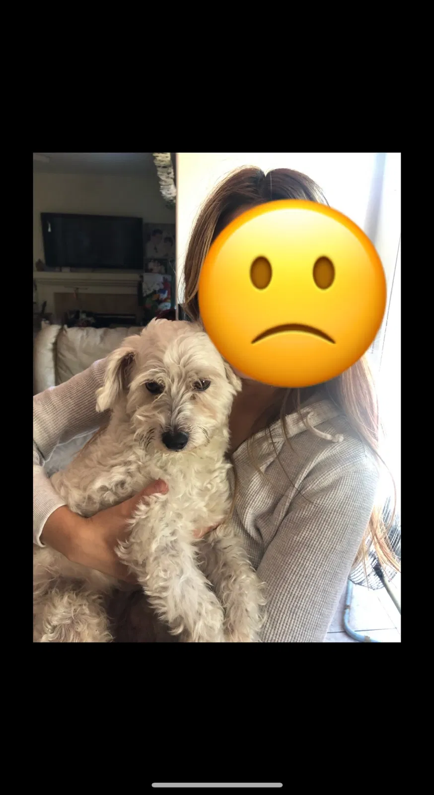 Lost dog in Westminster, CA, 92683
