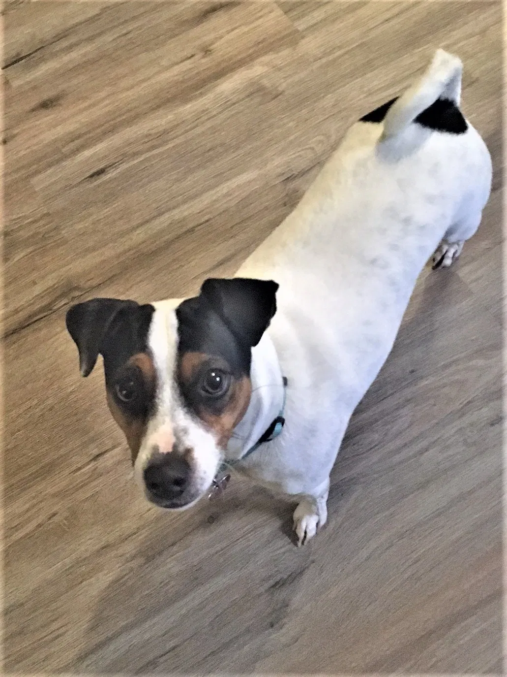 Lost dog in Erie, MI, 48133