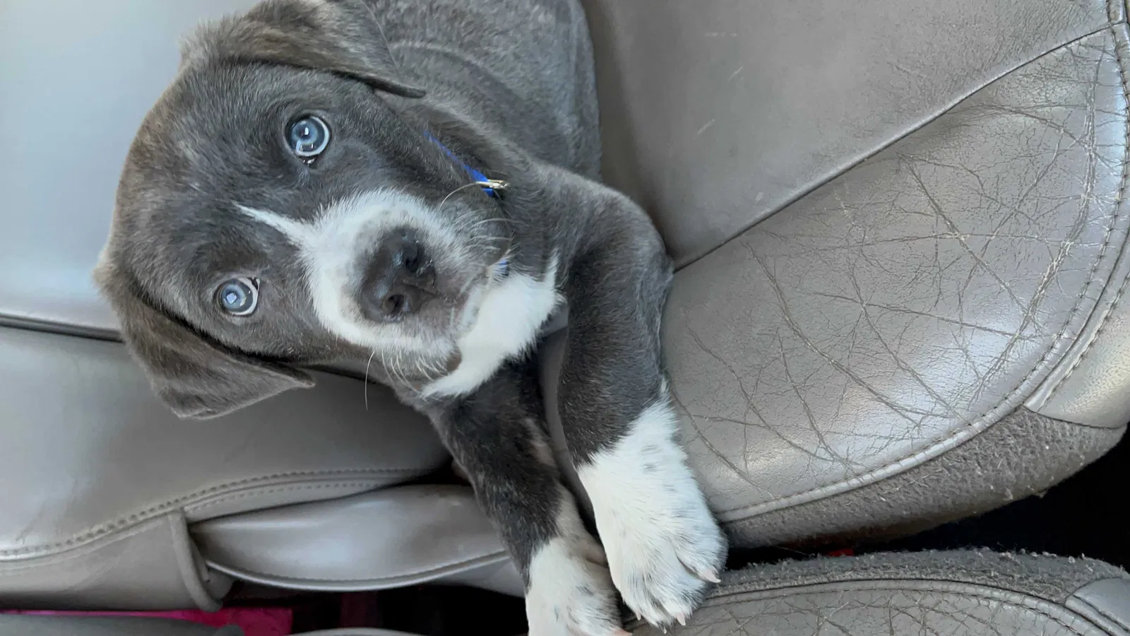 Lost dog in Stockton, CA, 95206