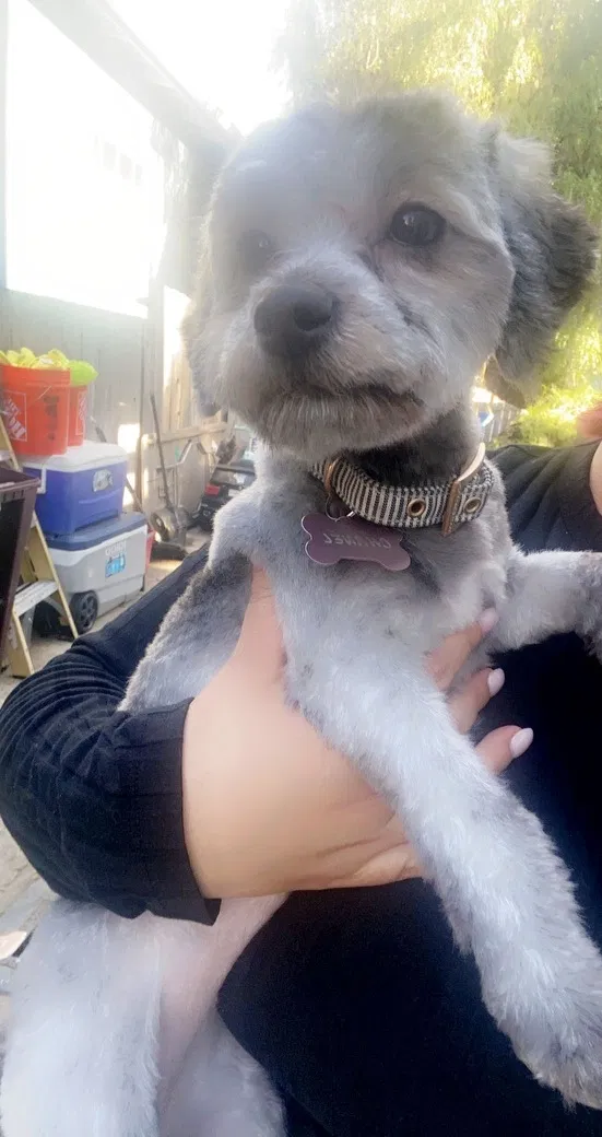 Lost dog in San Pablo, CA, 94806