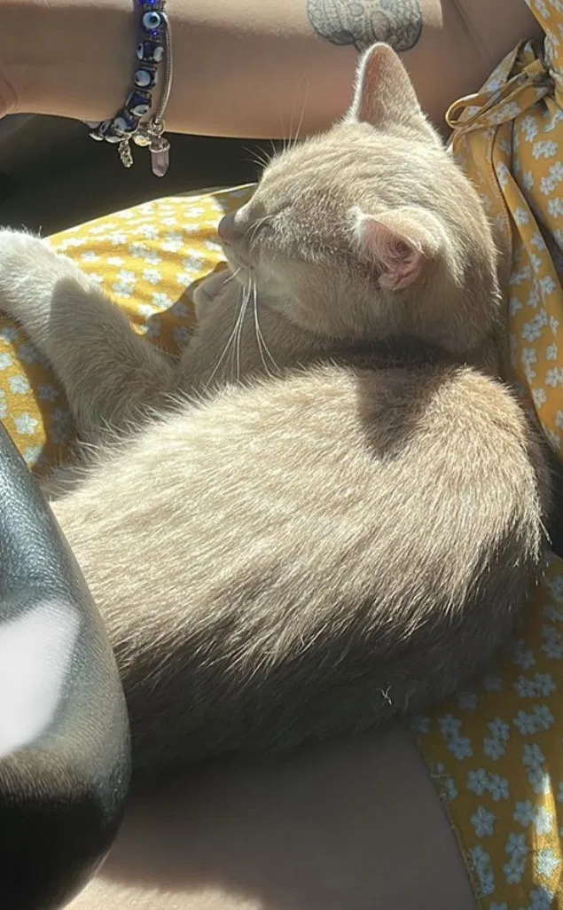 Lost cat in New London, CT, 6320
