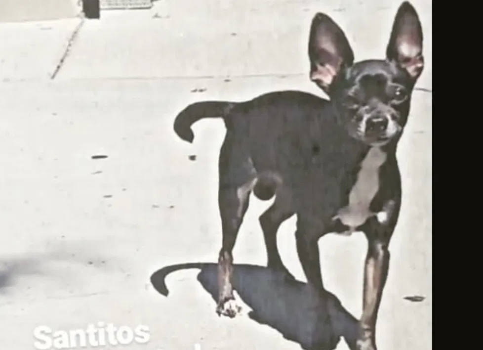 Lost dog in Los Angeles, CA, 90038