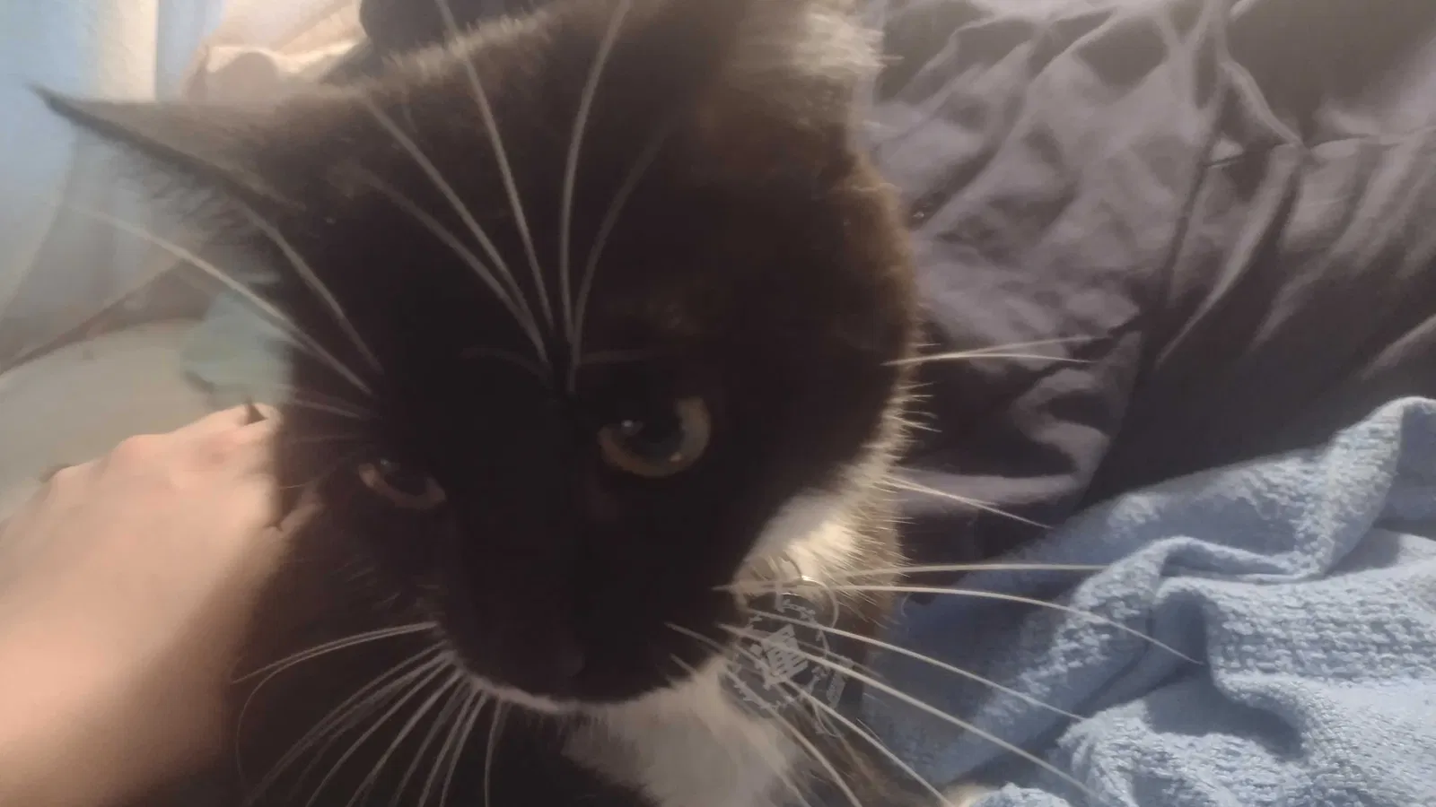 Lost cat in Knoxville, TN, 37919