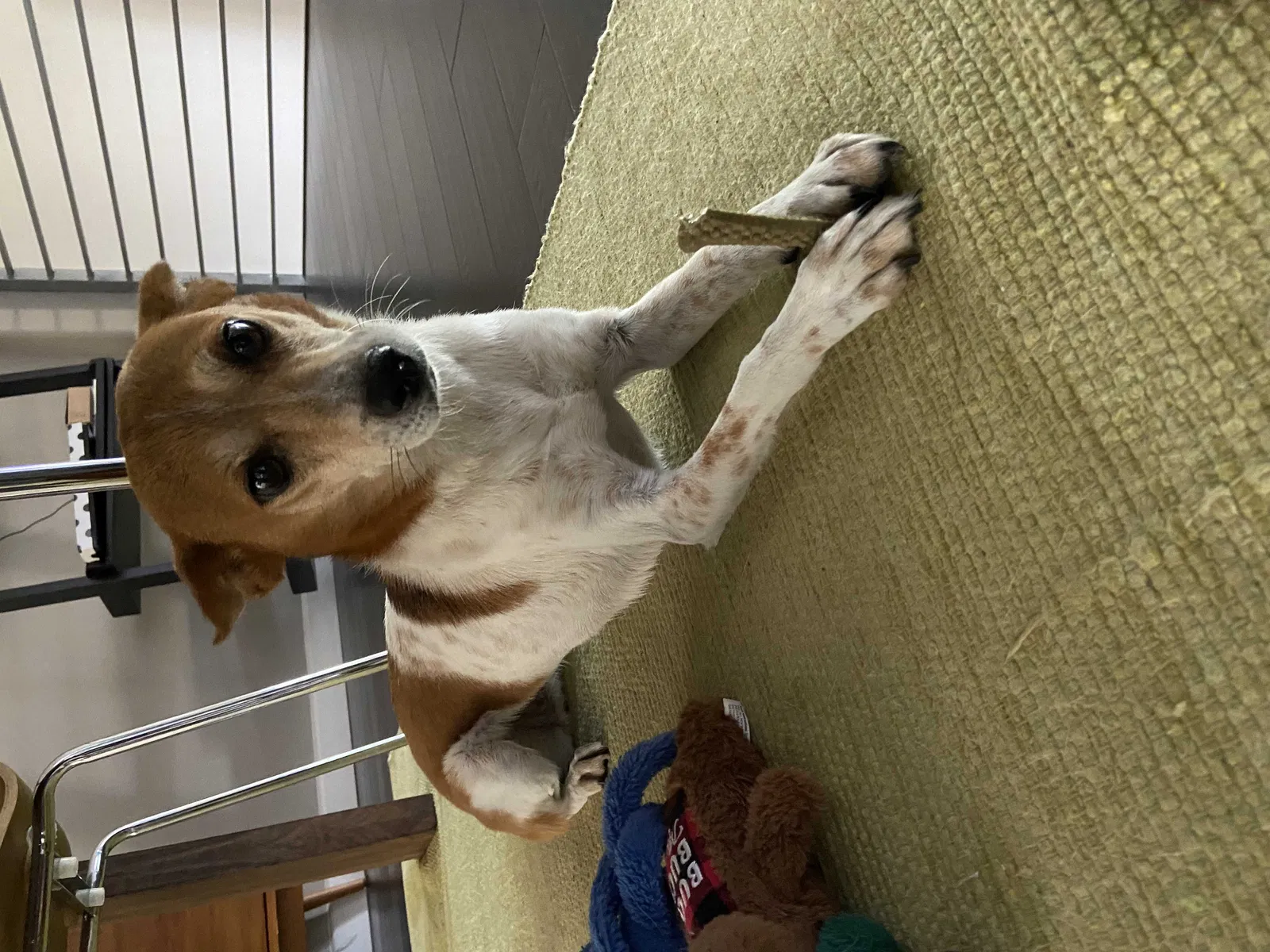 Lost dog in Los Angeles, CA, 90064
