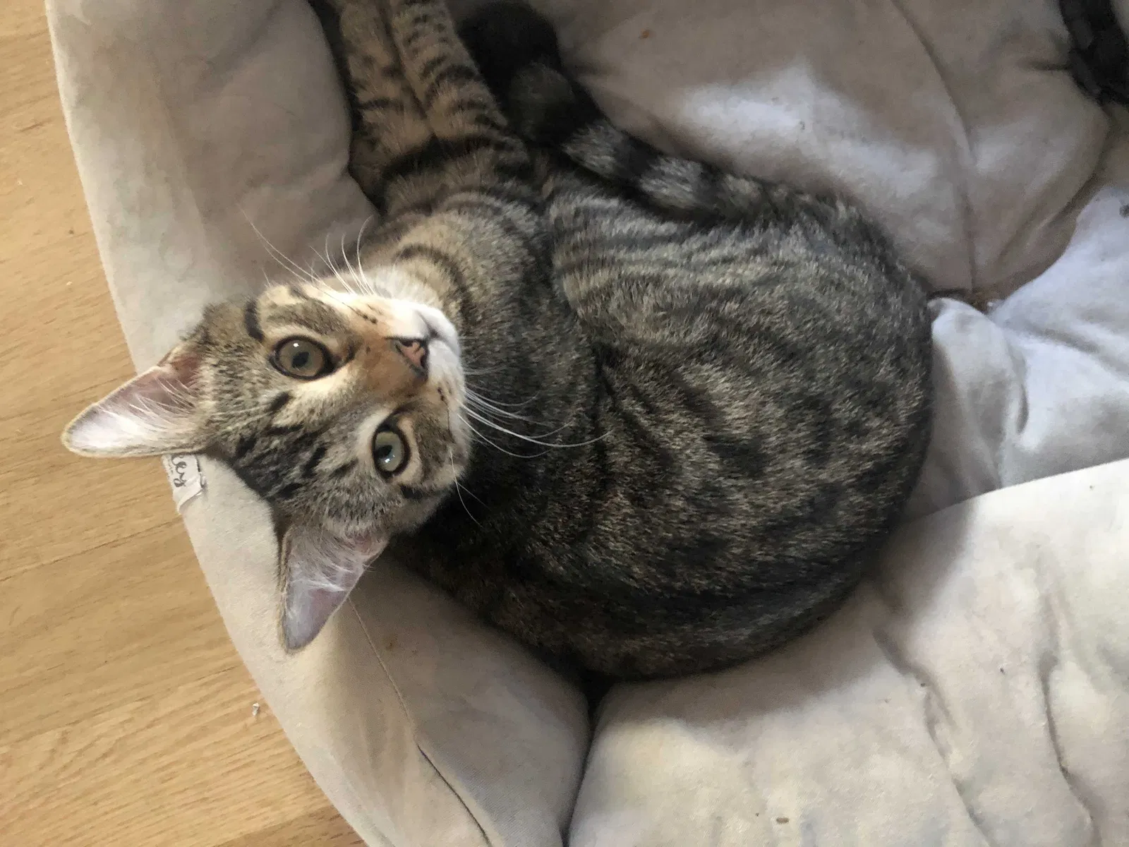 Lost cat in Roslyn, NY, 11576