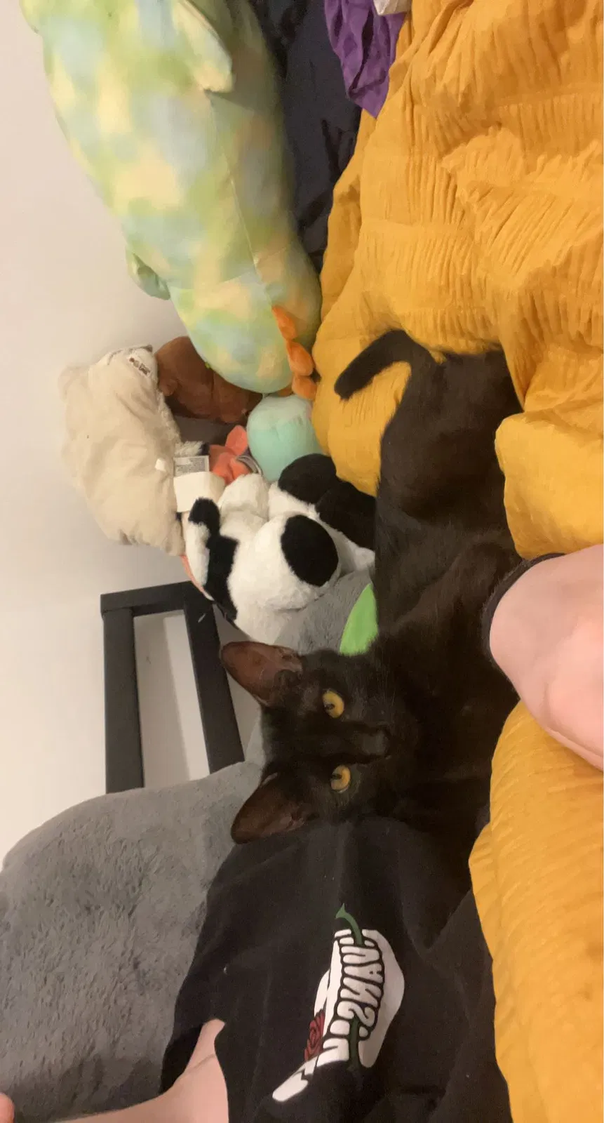 Lost cat in Franklin, IN, 46131