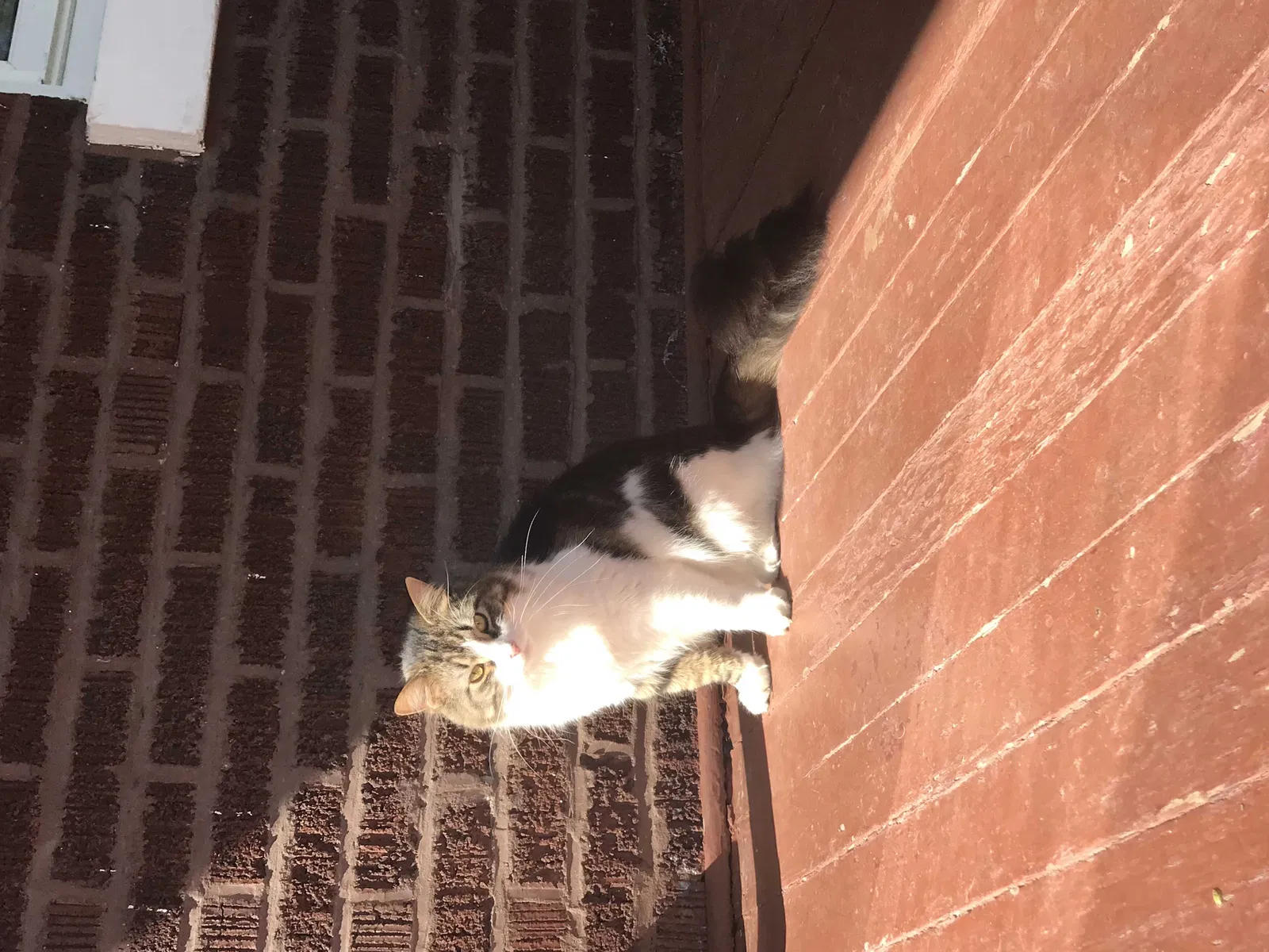 Lost cat in Chicago, IL, 60629