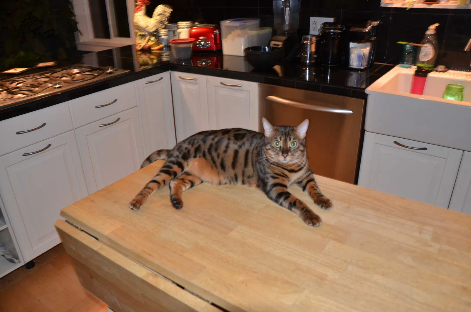 Lost cat in Redmond, WA, 98052