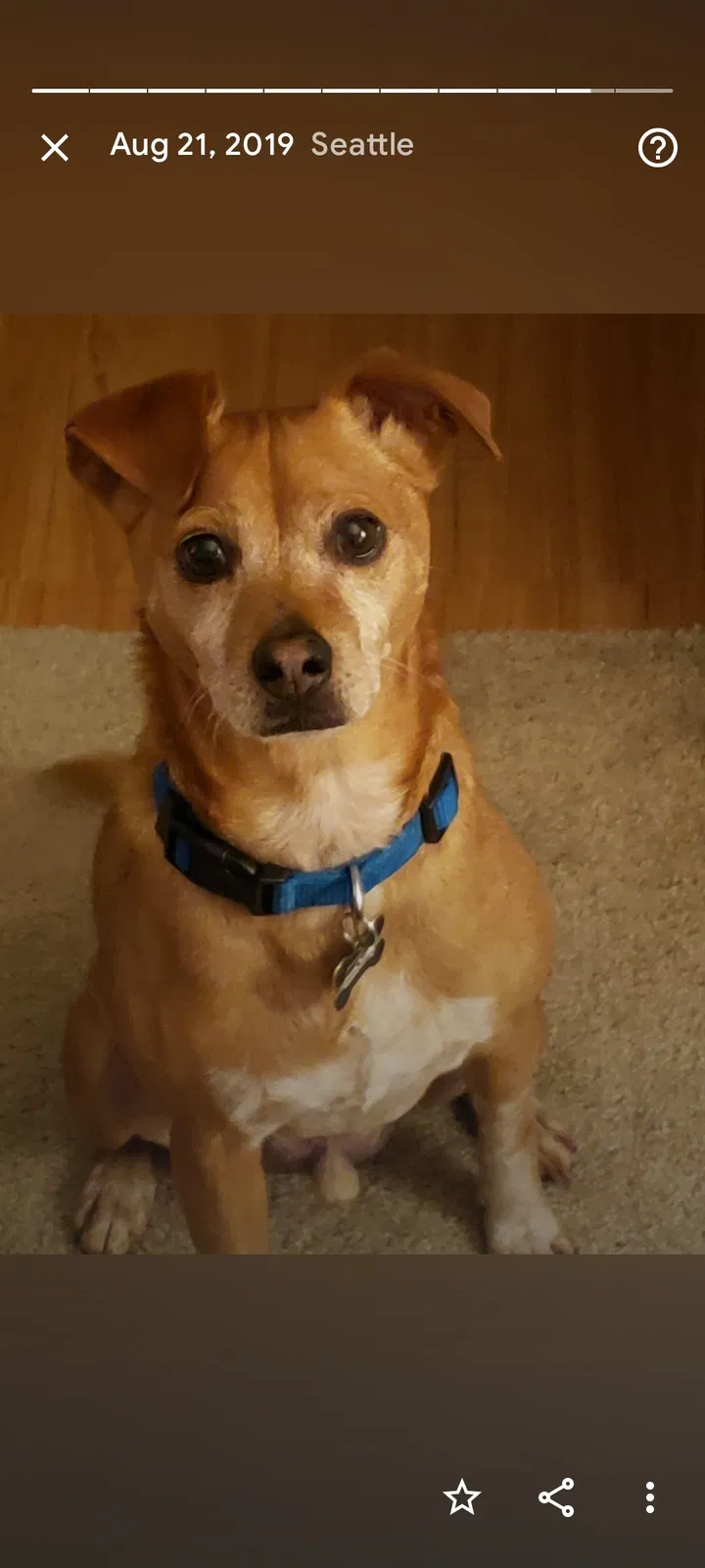 Lost dog in Seattle, WA, 98115