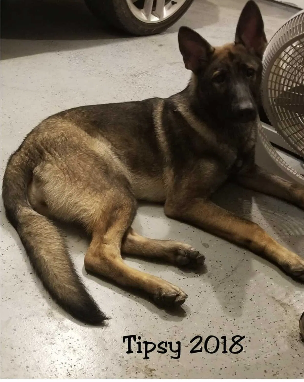 Lost dog in Pearl, MS, 39208
